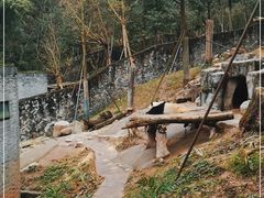 -都江堰中华大熊猫苑