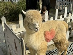 -成都松鼠部落