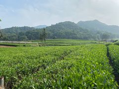 -龙坞茶村