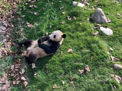 -都江堰中华大熊猫苑