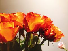-Flower in(密渡桥店)