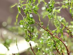 -炳胜公馆(珠江新城店)