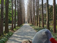 -上海滨江森林公园