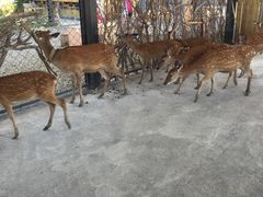 -鹿境梅花鹿生态园区