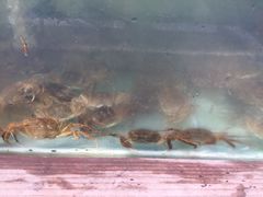 -喜洋洋蟹庄(阳澄湖店)