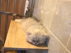-1013 PET SHOP 宠物商店(近铁城市广场店)