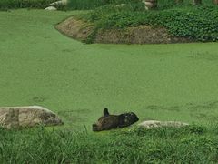 -上海野生动物园