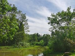 -桤木河湿地公园