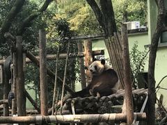 -绿野餐厅(上海动物园店)
