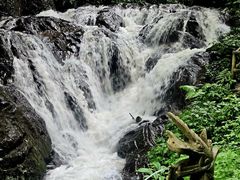 -莫里热带雨林景区