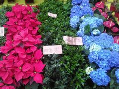 -秦美花卉(天朗·莱茵小城2期店)