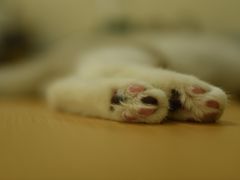 -鼓捣猫呢主题猫咖店