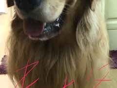 -百好乐宠物友好餐厅(朝外大街店)