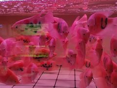 -中环花鸟鱼虫市场
