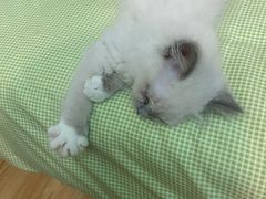 -糯米喵星人总部直营旗舰店·猫舍·幼猫出售