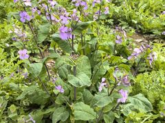 -合肥滨湖国家森林公园