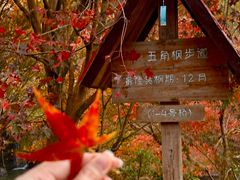 -田野绿世界