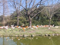 -上海野生动物园