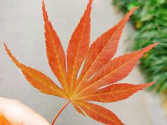 -自然谷恐龙园