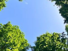 -黄海国家森林公园