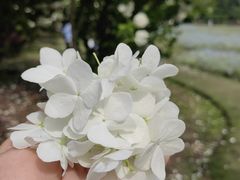 -上海滨江森林公园