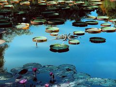 -中国科学院西双版纳热带植物园