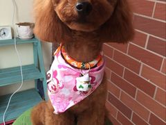 -八公叔叔宠物美容连锁(春申店)