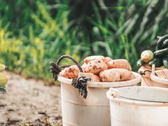 -三圣花乡旅游区