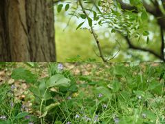 -上海共青森林公园