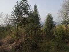 -素山寺森林公园