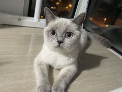 -momokira米努特·德文卷毛猫·棉花面纱犬