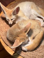 -Zoolung Zoolung动物主题公园(海信广场店)