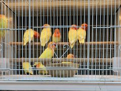 -宠爱我(南山店)