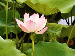 -荔湾湖公园