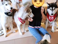 -Husky Go! 哈士奇体验馆·宠物咖啡厅狗咖