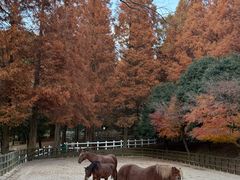 -神户市立六甲山牧场