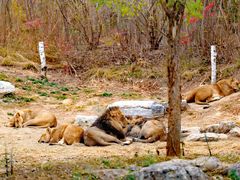 -北京野生动物园