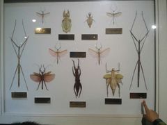 -上海昆虫博物馆