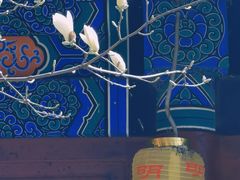 -大觉寺-停车场