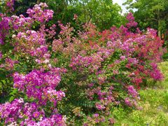 -广东花都香草世界旅游度假区