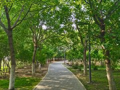 -大兴滨河森林公园