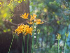 -杭州植物园