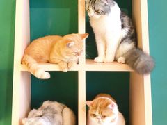 -飞行喵MR PILOT|猫舍·猫咖(静安大融城店)