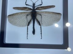 -上海昆虫博物馆