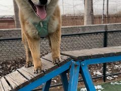 -宠乐会宠物乐园