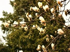 -国家植物园南园