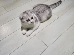 -喵的天空名猫咖啡馆·撸猫·猫舍·用品