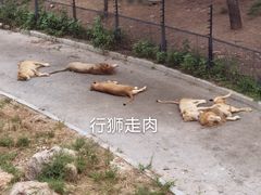 -大连森林动物园