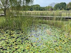 -苏州太湖湖滨国家湿地公园