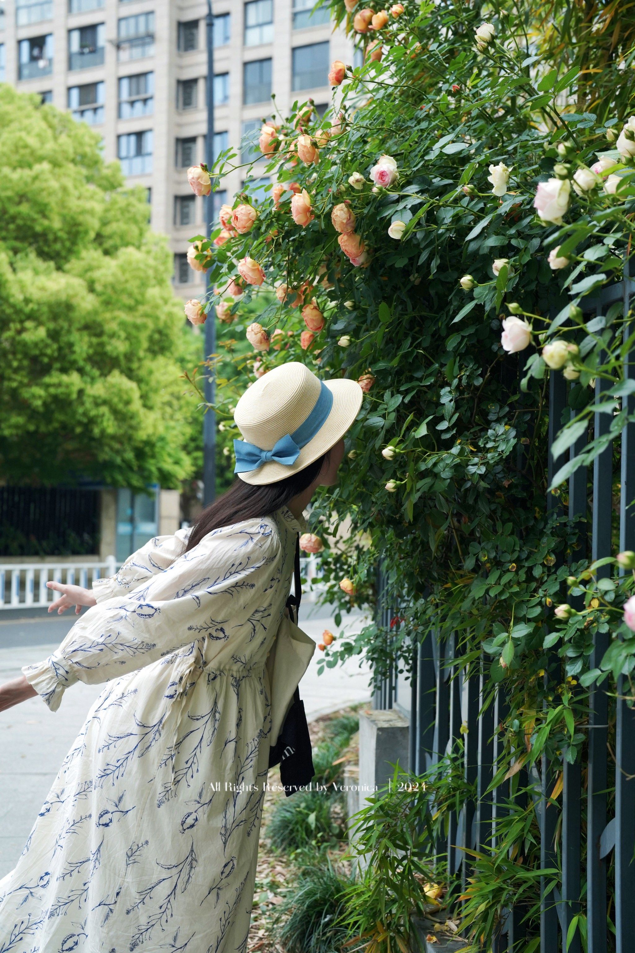 惊艳了‼️古典之美的月季花,这么拍也很好看‼️